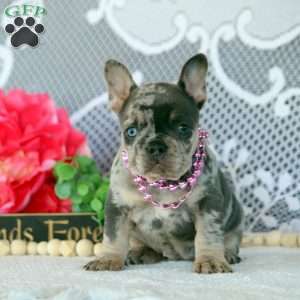 Hala, French Bulldog Puppy