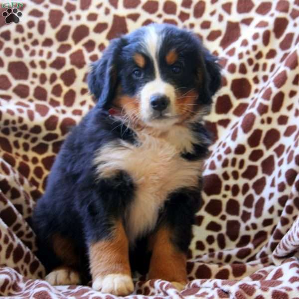 Hank, Bernese Mountain Dog Puppy