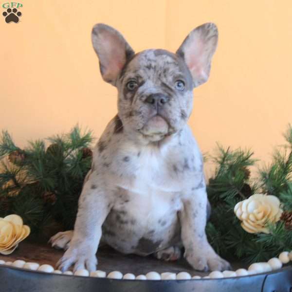 Hank, French Bulldog Puppy