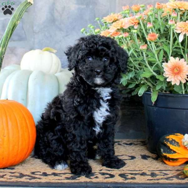 Hank, Miniature Poodle Puppy