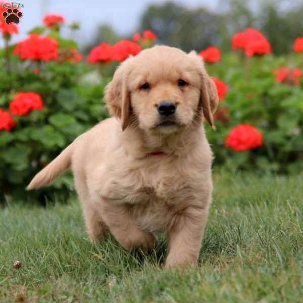 Hank, Golden Retriever Puppy