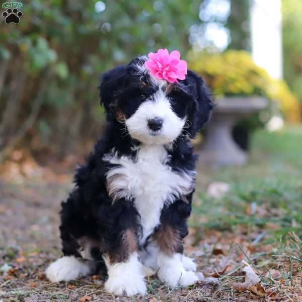 Hannah, Mini Bernedoodle Puppy