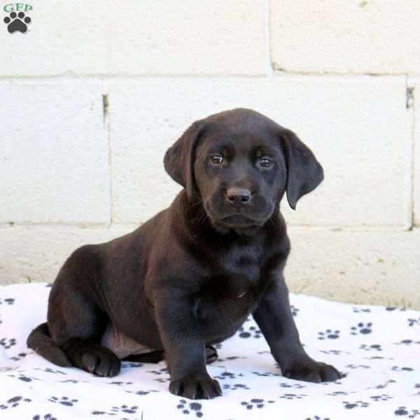 Hannah, Black Labrador Retriever Puppy