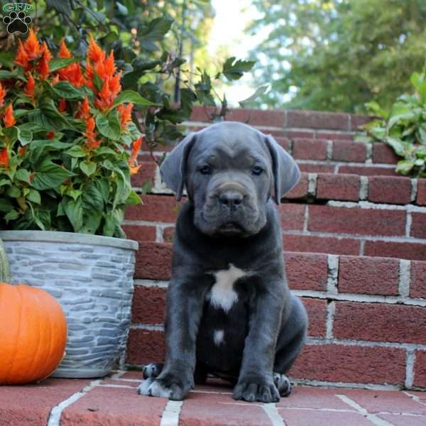 Hannah, Cane Corso Puppy