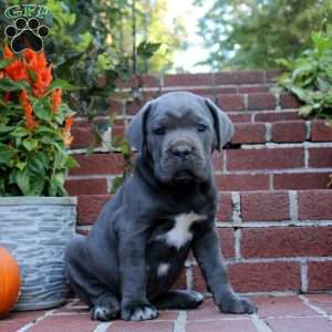 Hannah, Cane Corso Puppy