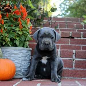 Hannah, Cane Corso Puppy