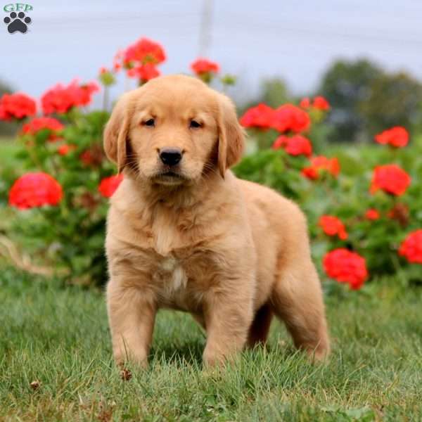 Happy, Golden Retriever Puppy