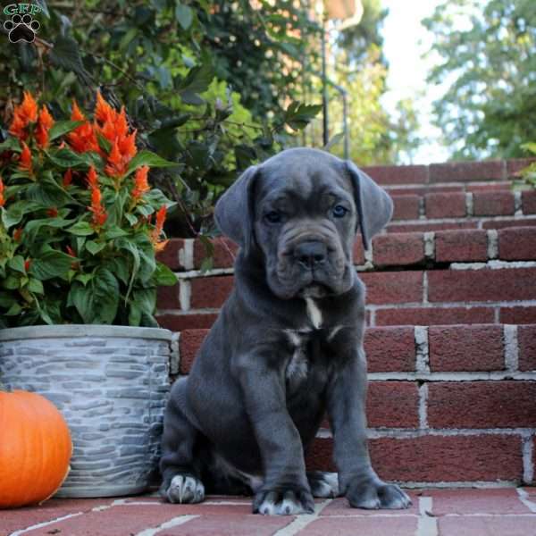 Hardy, Cane Corso Puppy