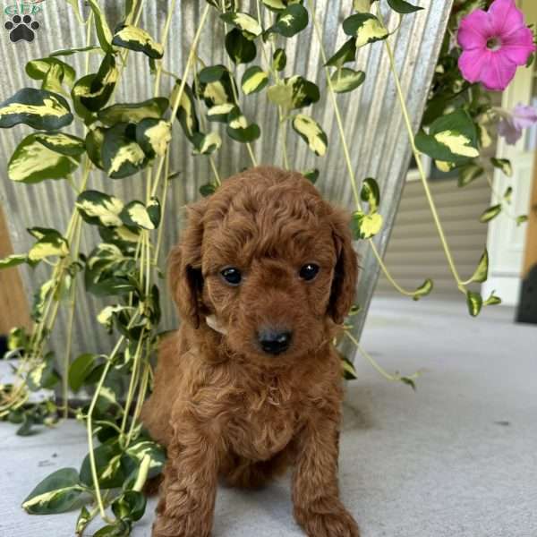 Harley, Mini Goldendoodle Puppy