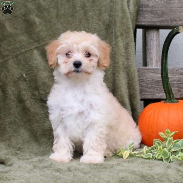 Harley, Maltipoo Puppy