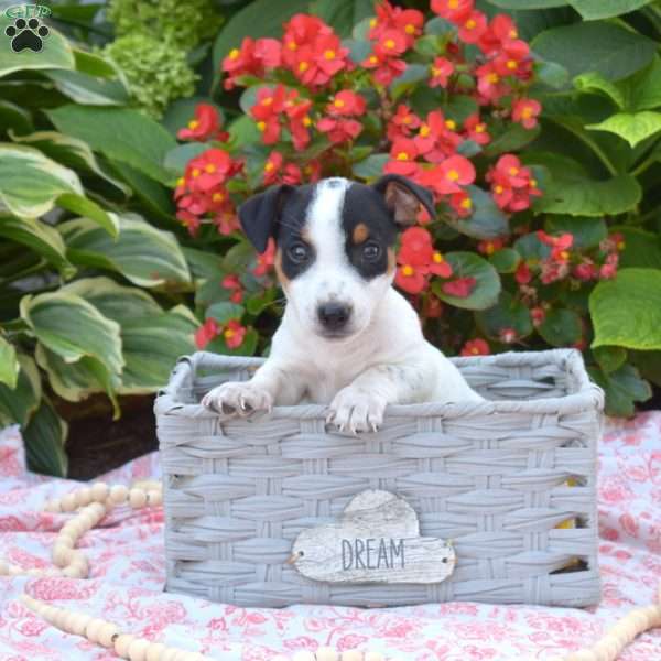 Harley, Jack Russell Terrier Puppy