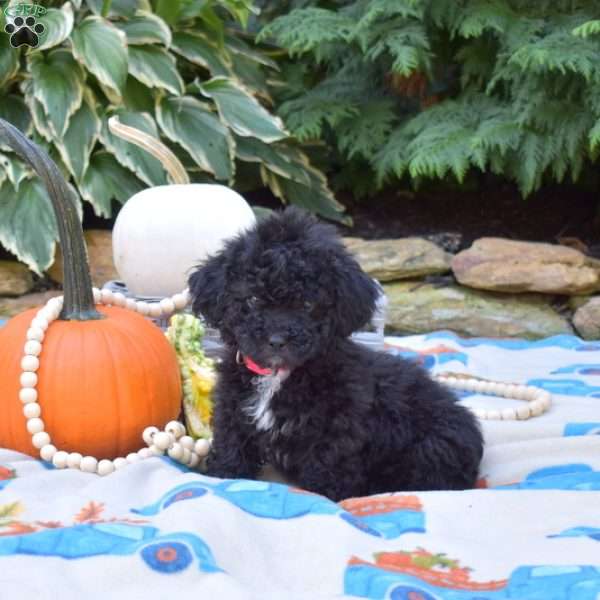 Harley, Shih-Poo Puppy