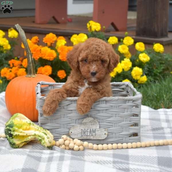 Harley, Miniature Poodle Puppy