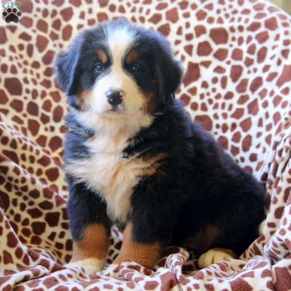 Harley, Bernese Mountain Dog Puppy