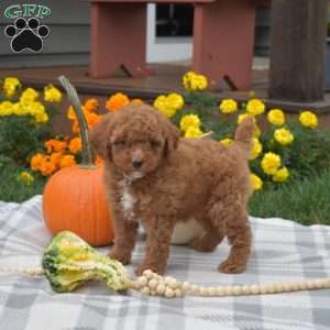 Harley, Miniature Poodle Puppy