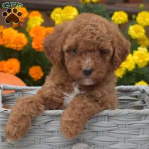 Harley, Miniature Poodle Puppy