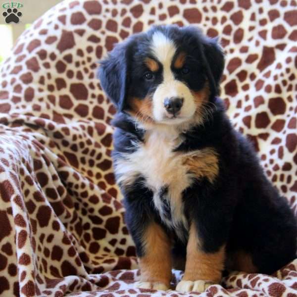 Harlow, Bernese Mountain Dog Puppy