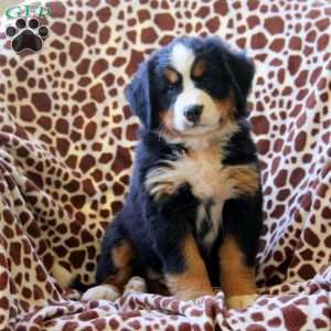 Harlow, Bernese Mountain Dog Puppy