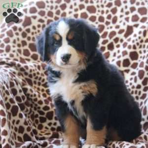 Harlow, Bernese Mountain Dog Puppy