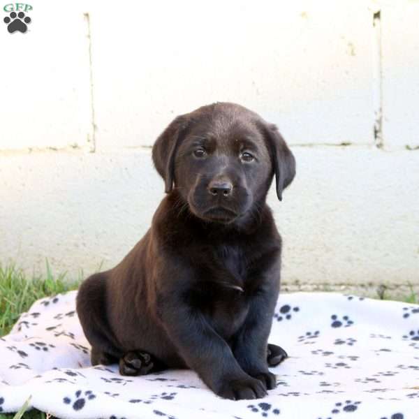 Harmony, Black Labrador Retriever Puppy