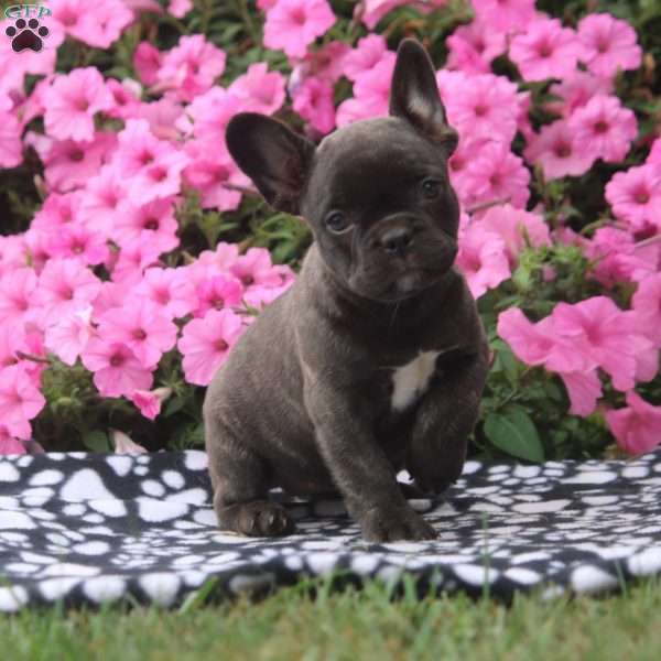 Harmony, French Bulldog Puppy