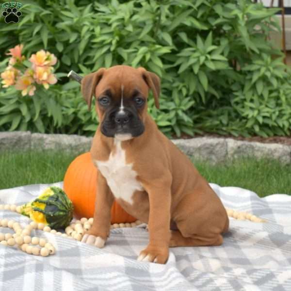 Harper, Boxer Puppy