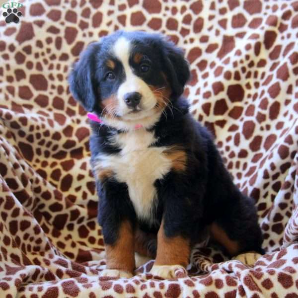 Harper, Bernese Mountain Dog Puppy