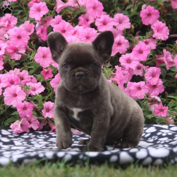 Harper, French Bulldog Puppy