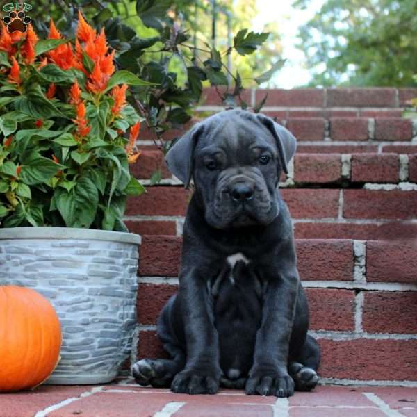 Harper, Cane Corso Puppy