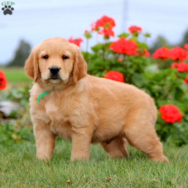 Harper, Golden Retriever Puppy