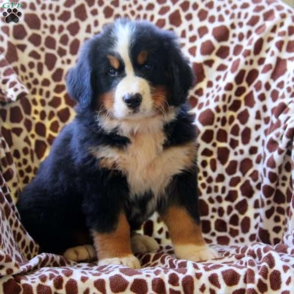 Harrison, Bernese Mountain Dog Puppy