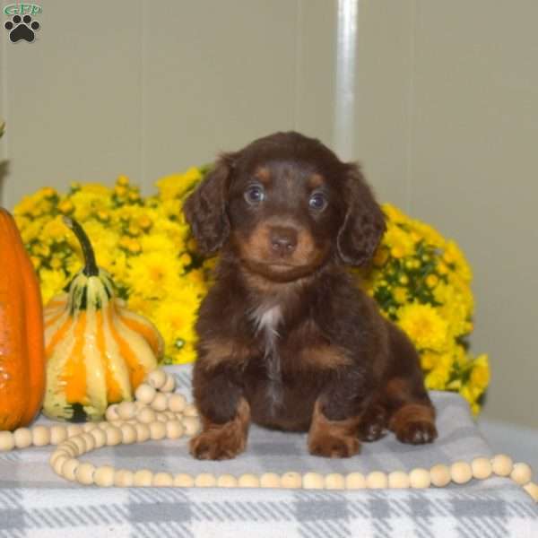 Harvest, Dachshund Puppy