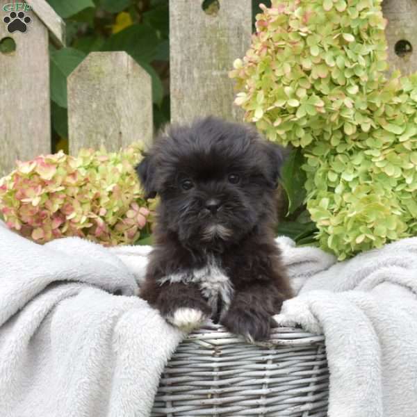 Harvest, Teddy Bear Puppy