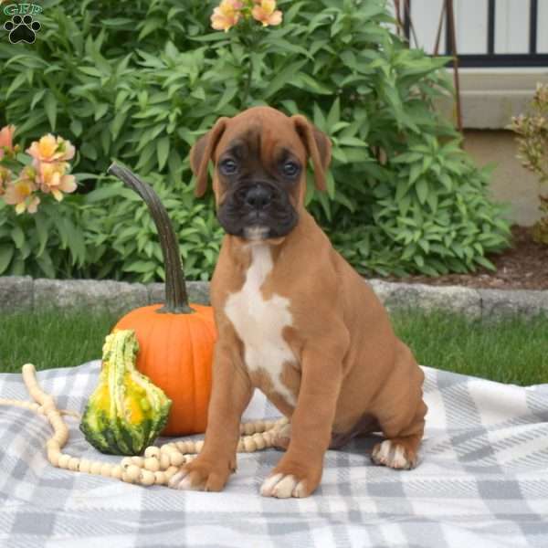 Harvest, Boxer Puppy