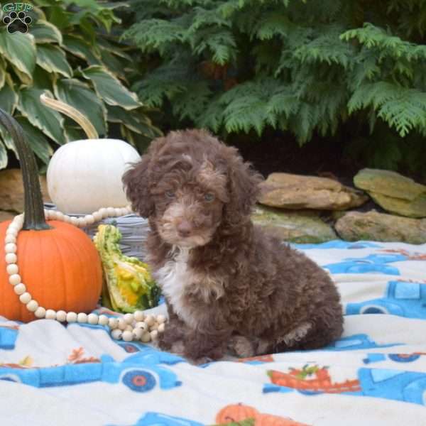 Harvest, Shih-Poo Puppy