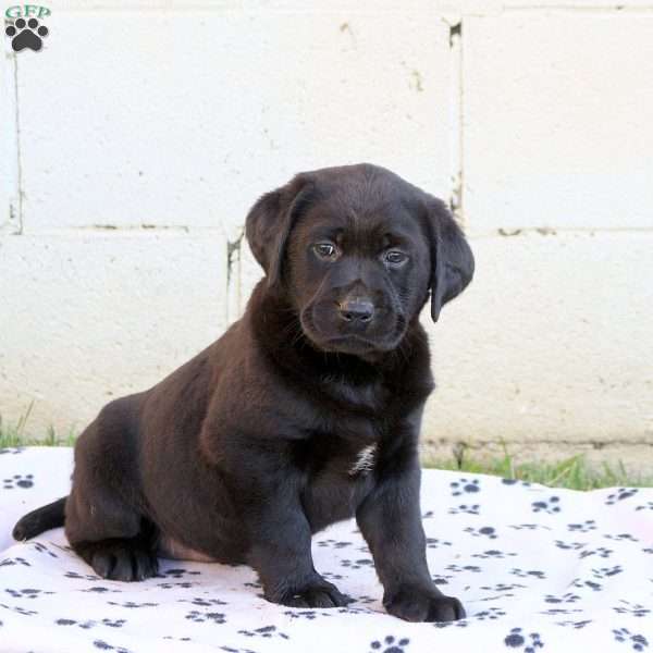 Hattie, Black Labrador Retriever Puppy