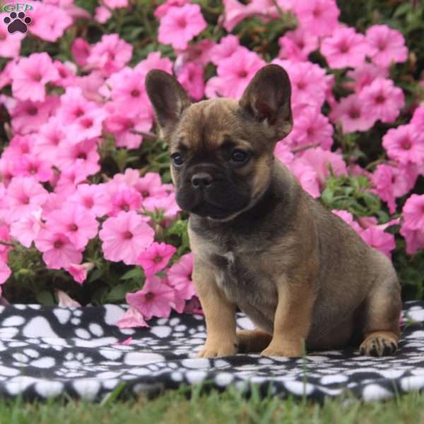 Haven, French Bulldog Puppy