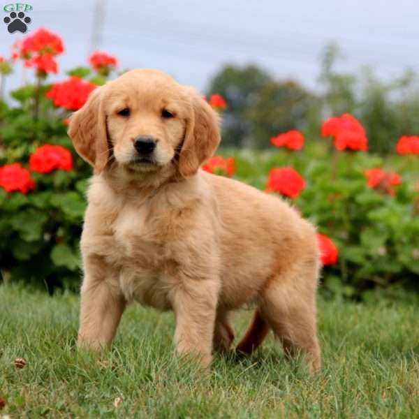 Haven, Golden Retriever Puppy