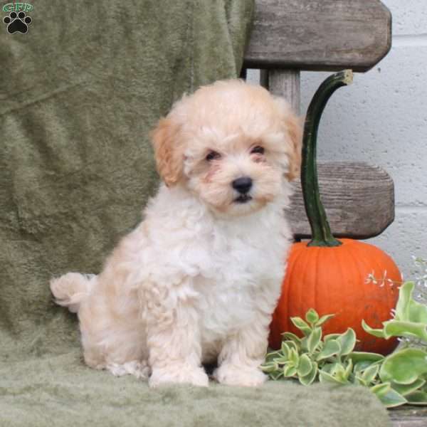 Hayden, Maltipoo Puppy