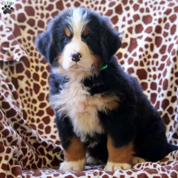 Hayden, Bernese Mountain Dog Puppy