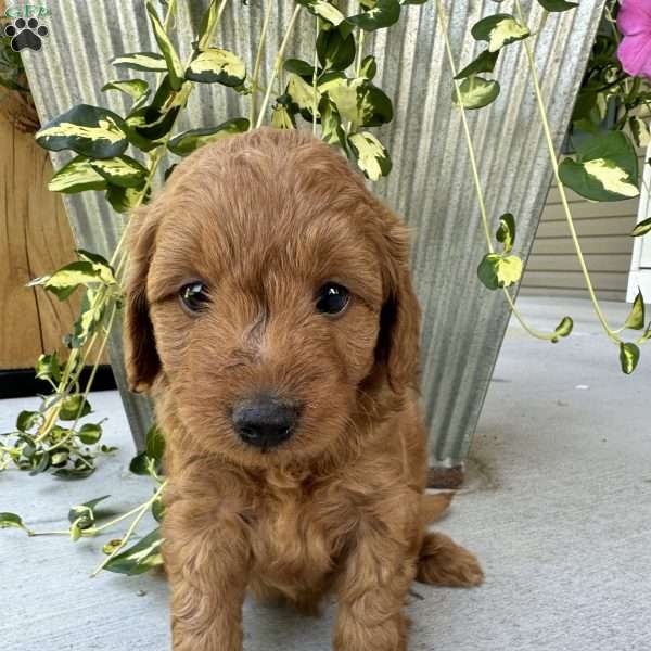 Hayley, Mini Goldendoodle Puppy