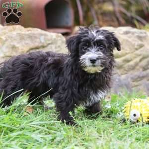 Hazel, Morkie / Yorktese Puppy