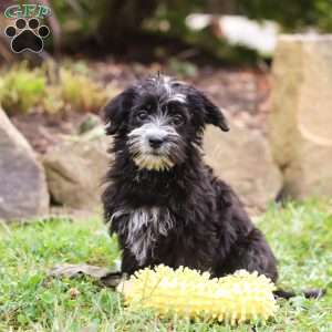 Hazel, Morkie / Yorktese Puppy