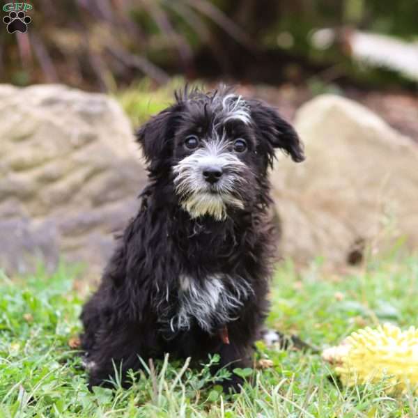 Hazel, Morkie / Yorktese Puppy