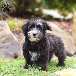 Hazel, Morkie / Yorktese Puppy