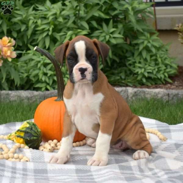 Hazel, Boxer Puppy