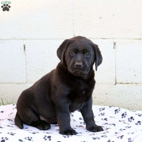 Heather, Black Labrador Retriever Puppy