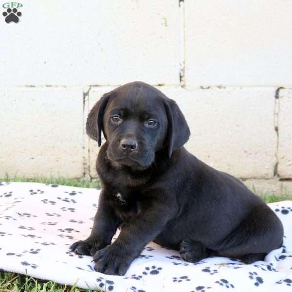 Hector, Black Labrador Retriever Puppy