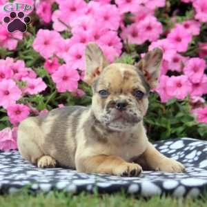 Heidi, French Bulldog Puppy