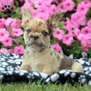 Heidi, French Bulldog Puppy